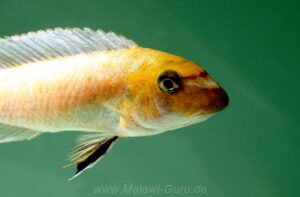 Labeotropheus trewavasae 'Pombo Rocks'